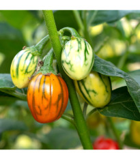 Okrasný baklažán Striped Toga - Solanum melongena - predaj semien - 10 ks