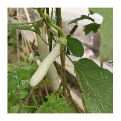 Baklažán Biely Rytier F1 - Solanum aethiopicum - predaj semien - 10 ks