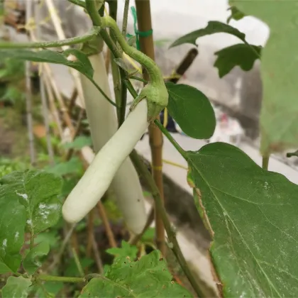 Baklažán Biely Rytier F1 - Solanum aethiopicum - predaj semien - 10 ks