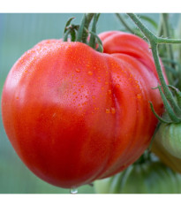 Paradajka kolíková Oxheart - Solanum lycopersicum - predaj semien - 20 ks