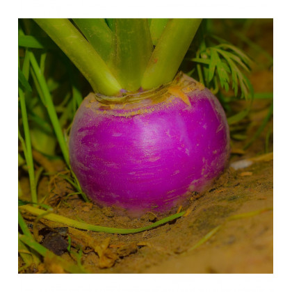BIO Reďkev jesenná fialová - Raphanus sativus - predaj bio semien - 80 ks