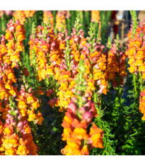 Papuľka väčšia oranžová - Antirrhinum majus - predaj semien - 20 ks