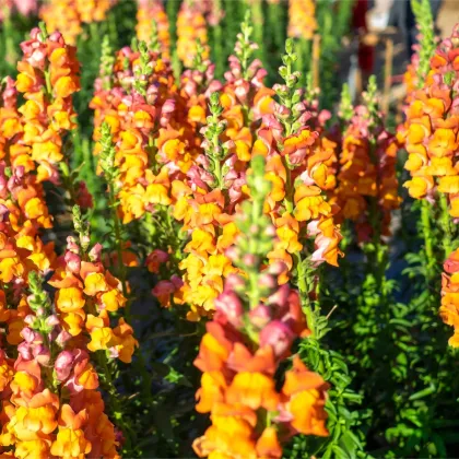 Papuľka väčšia oranžová - Antirrhinum majus - predaj semien - 20 ks