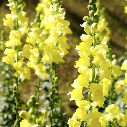 Papuľka väčšia žltá - Antirrhinum majus - predaj semien - 20 ks