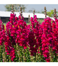 Papuľka väčšia tmavoružová - Antirrhinum majus - predaj semien - 20 ks