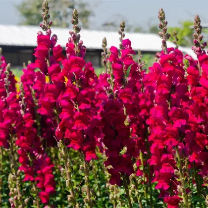 Papuľka väčšia tmavoružová - Antirrhinum majus - predaj semien - 20 ks