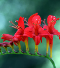 Montbrécia Lucifer - Crocosmia - predaj cibuľovín - 4 ks