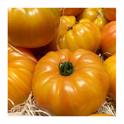 BIO Paradajka Brandywine žltá - Solanum lycopersicum - predaj bio semien - 7 ks