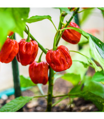 Brazílske korenie - Capsicum Chinense - semená chilli - 6 ks