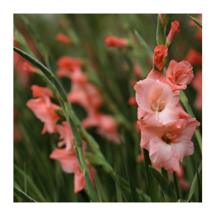 Gladiola Rose Supreme - Gladiolus - predaj cibuľovín - 3 ks