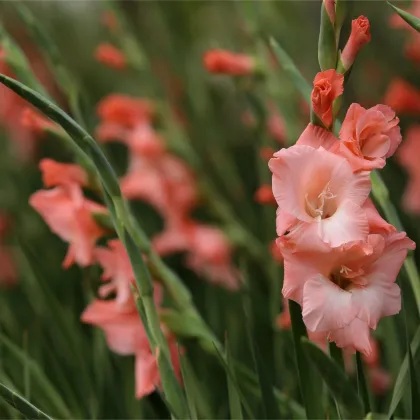 Gladiola Rose Supreme - Gladiolus - predaj cibuľovín - 3 ks