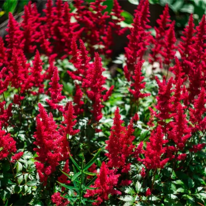 Astilba Else Schluck - Astilbe - predaj cibuľovín - 1 ks