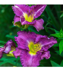 Ľaliovka Blue Sea - Hemerocallis - predaj cibuľovín - 1 ks