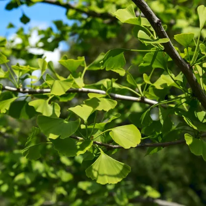 Ginko biloba - Ginkgo biloba - semiačka - 2 ks