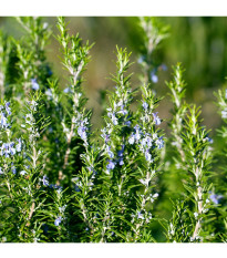 BIO Rozmarín lekársky - Rosmarinus officinalis - predaj bio semien - 30 ks