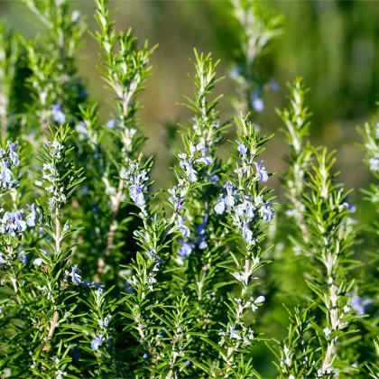 BIO Rozmarín lekársky - Rosmarinus officinalis - predaj bio semien - 30 ks