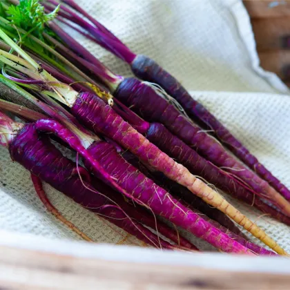 BIO Mrkva fialová Lila Lu SG - Daucus carota - predaj bio semien - 200 ks