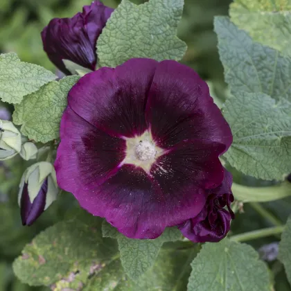 Topoľovka ružová - Alcea rosea nigra - predaj semien - 7 ks