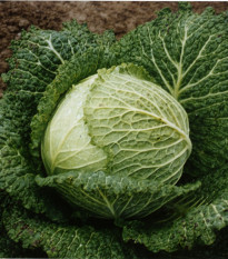 Kel hlávkový Verita F1 - Brassica oleracea - semiačka - 110 ks