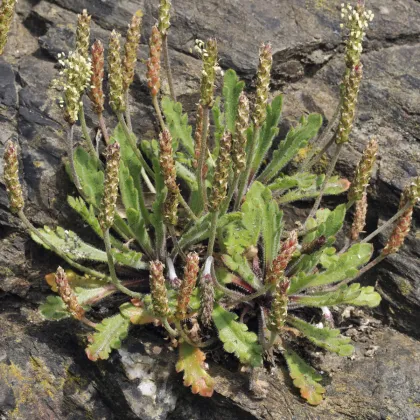 Skoroceľ Minutina - Plantago coronopus - semiačka - 500 ks