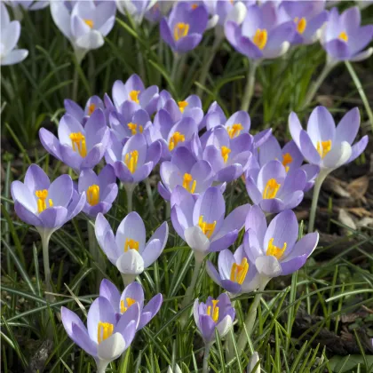 Krókus Tomasiniho Barrs Purple - Crocus Tommasinianus - predaj cibuľovín - 3 ks