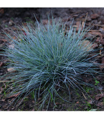 Kostrava Walliská Buddy Blue - Festuca valesiaca - predaj semien kostravy - 20 ks