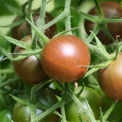 BIO Paradajka Koktejlová Brown Berry - Solanum lycopersicum - predaj bio semien - 7 ks