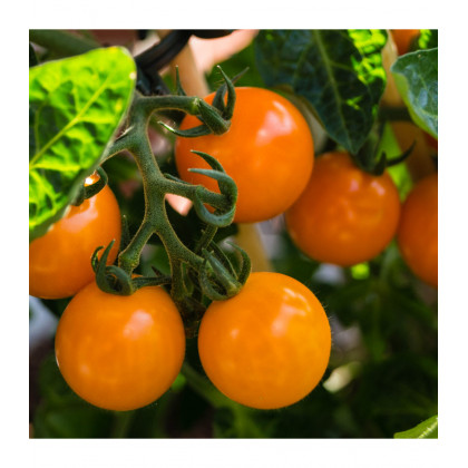 Paradajka Yoney F1- Solanum lycopersicum - semená paradajok - 6 ks