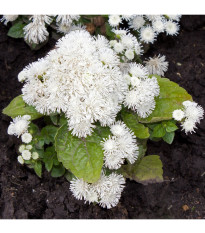 Agerát Aloha biely - Ageratum - predaj semien - 20 ks