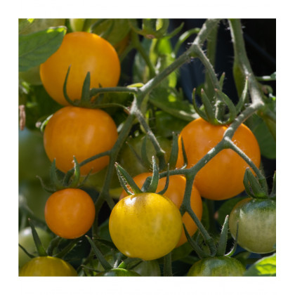 BIO Paradajka Tom Yellow - Solanum lycopersicum – predaj bio semien - 7 ks