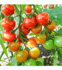 BIO Paradajka koktailová Primavera - Solanum lycopersicum - predaj bio semien - 7 ks