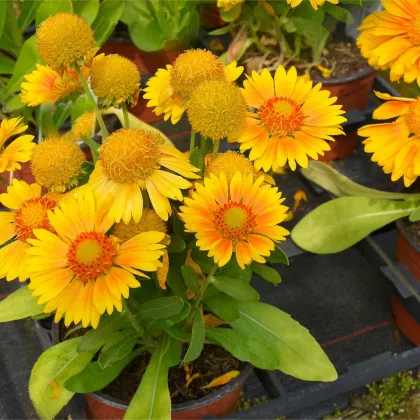 Kokarda Arizona Apricot - Gaillardia aristata - predaj semien kokardy - 10 ks