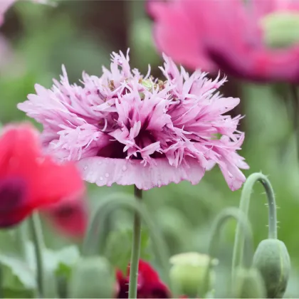 Semienka maku – Mak okrasný Lilac Pompon – Papaver somniferum