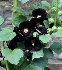 Topoľovka čierna - Alcea rosea nigra - voľnokorenné sadenice topoľovky -  1 ks