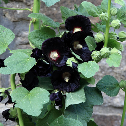 Topoľovka čierna - Alcea rosea nigra - voľnokorenné sadenice topoľovky -  1 ks