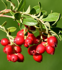 Brusnica červená - Kľukva - Vaccinium oxycoccus - voľnokorenné sadenice brusníc - 1 ks