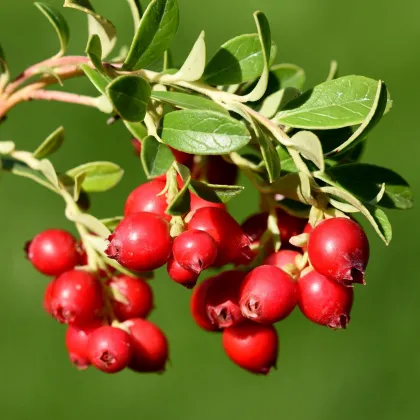 Brusnica červená - Kľukva - Vaccinium oxycoccus - voľnokorenné sadenice brusníc - 1 ks