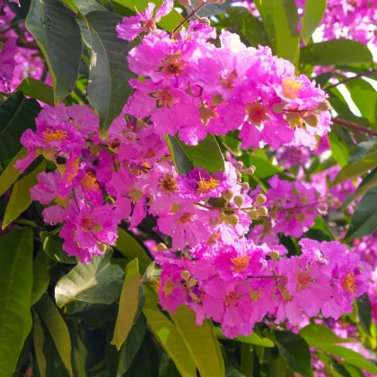 Lagerstroemia nádherná - Lagerstroemia floribunda - semiačka - 7 ks