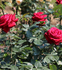 Ruža veľkokvetá popínavá tmavo červená - Rosa - voľnokorenné sadeničky ruží - 1 ks