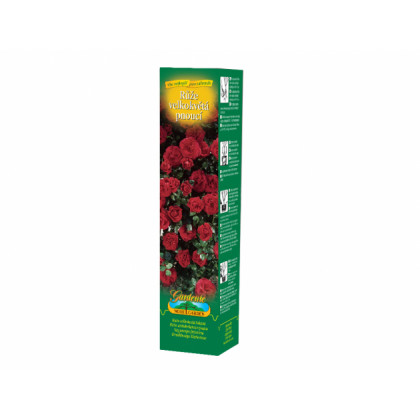 Ruža veľkokvetá popínavá tmavo červená - Rosa - voľnokorenné sadeničky ruží - 1 ks