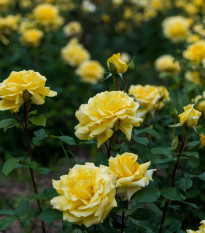 Ruža veľkokvetá popínavá žltá - Rosa - voľnokorenné sadeničky ruží - 1 ks