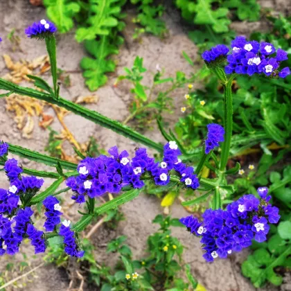 Limonka chobotnatá tmavomodrá - Limonium sinuatum - predaj semien - 30 ks