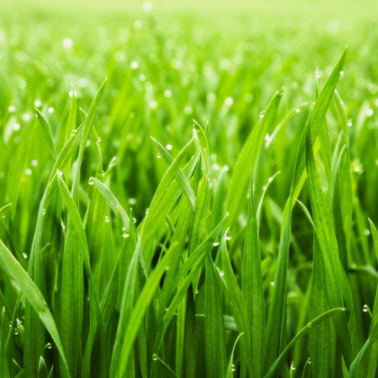 Inteligentný trávnik 3v1 - Easygarden - predaj semien a hnojiva - 0,5 x 10 m