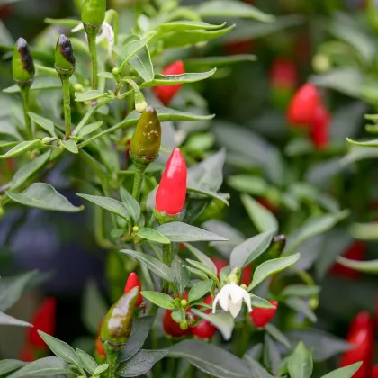 Chilli Prairie Fire - Capsicum annuum - predaj semien chilli - 6 ks