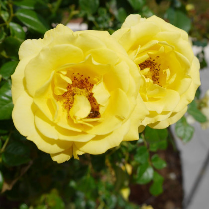 Ruža záhonová žltá - voľnokorenné sadenice ruží - 1 ks