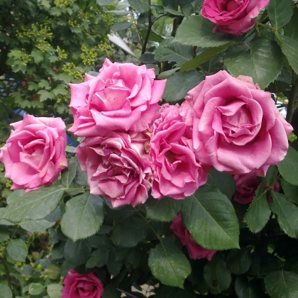 Ruža záhonová tmavoružová - voľnokorenné sadenice ruží - 1 ks