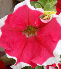 Petúnia Frost Fire - Petunia x grandiflora - predaj semien - 30 ks