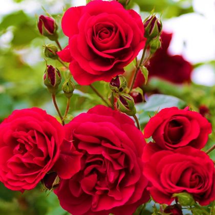 Ruža veľkokvetá kríčková červená - Rosa - voľnokorenné sadeničky ruží - 1 ks