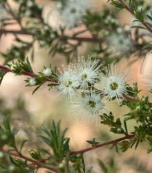 Kanuka - Biely čajovníkový strom - Kunzea ericoides - semiačka - 6 ks
