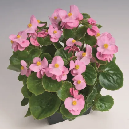 Begónia Super Olympia Rosa F1- Begonia semperflorens - predaj semien - 12 ks